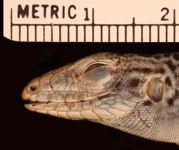 Media type: image;   Herpetology R-151717